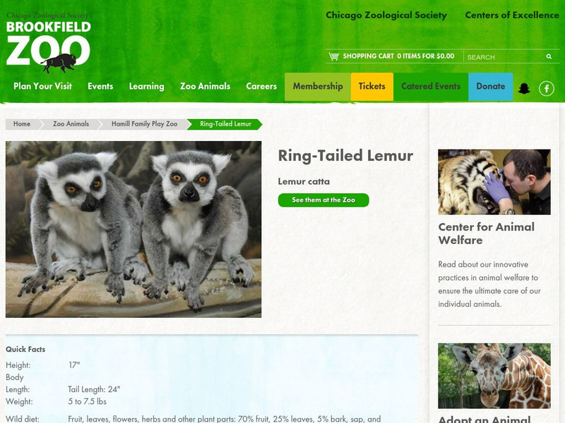 Chicago Zoological Society: Zoo Explorer: Ring Tailed Lemur Handout Chicago Zoological Society: Zoo Explorer: Ring Tailed Lemur Handout