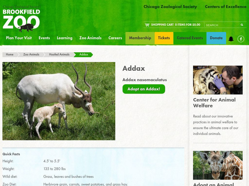 Chicago Zoological Society: Zoo Explorer: Addax Handout Chicago Zoological Society: Zoo Explorer: Addax Handout