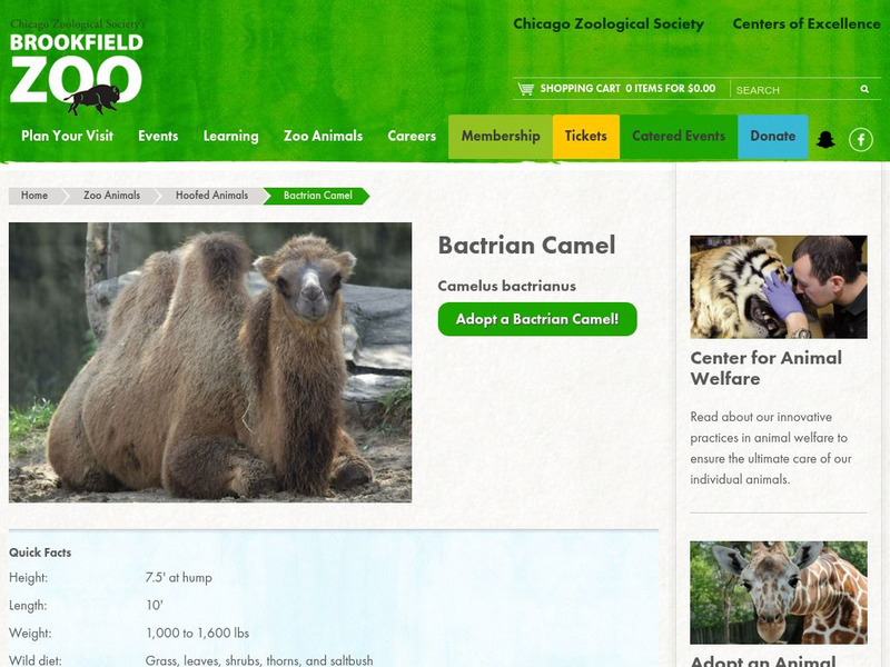 Chicago Zoological Society: Zoo Explorer: Bactrian Camel Handout