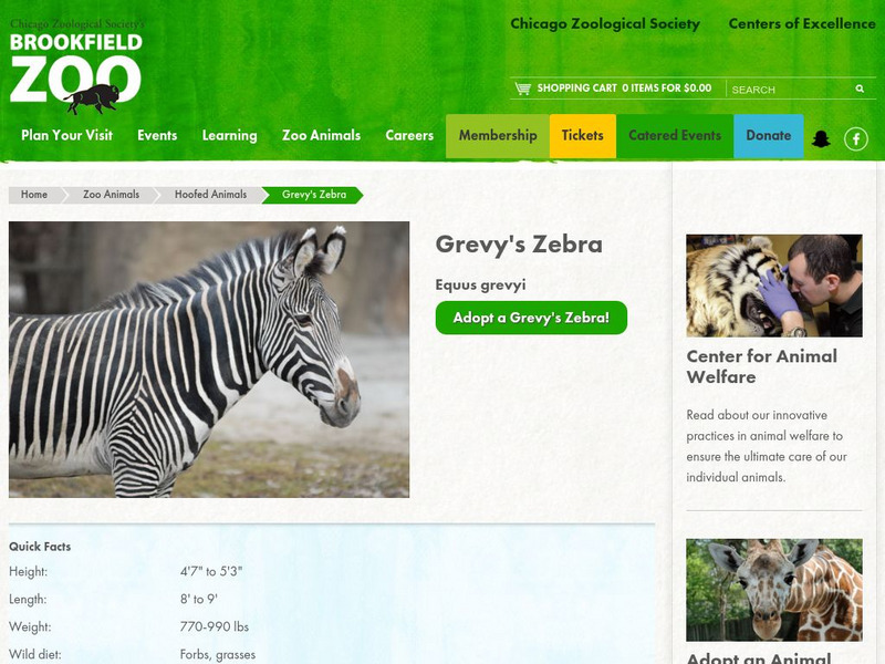 Chicago Zoological Society: Zoo Explorer: Grevy's Zebra Handout