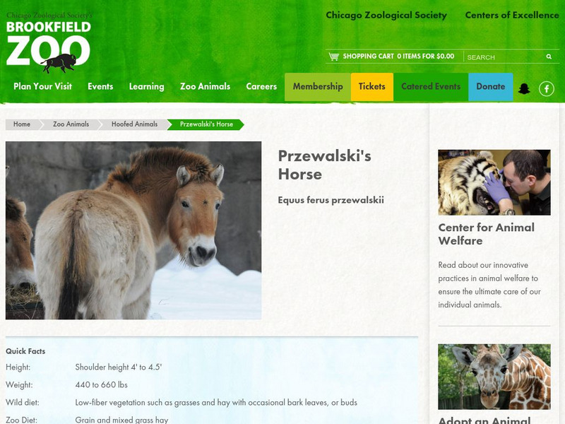 Chicago Zoological Society: Zoo Explorer: Przewalksi's Horse Handout