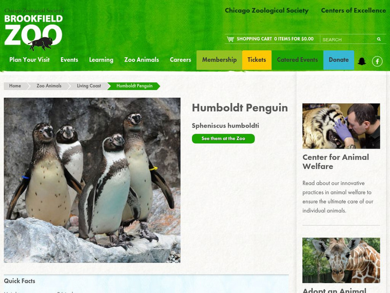 Chicago Zoological Society: Zoo Explorer: Humboldt Penguin Handout