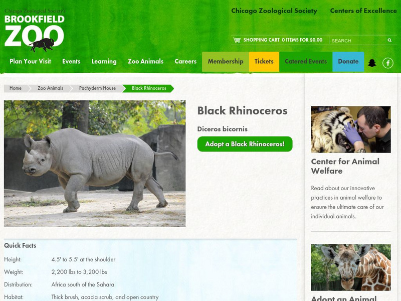Chicago Zoological Society: Zoo Explorer: Black Rhinoceros Handout