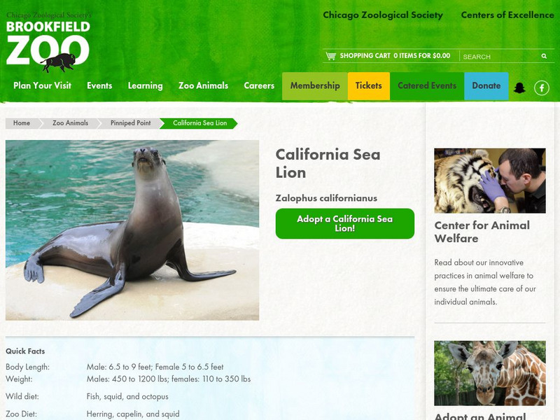 Chicago Zoological Society: Zoo Explorer: California Sea Lion Handout Chicago Zoological Society: Zoo Explorer: California Sea Lion Handout