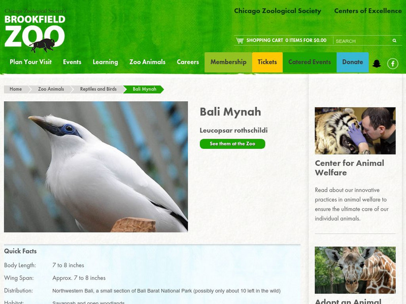 Chicago Zoological Society: Zoo Explorer: Bali Mynah Website