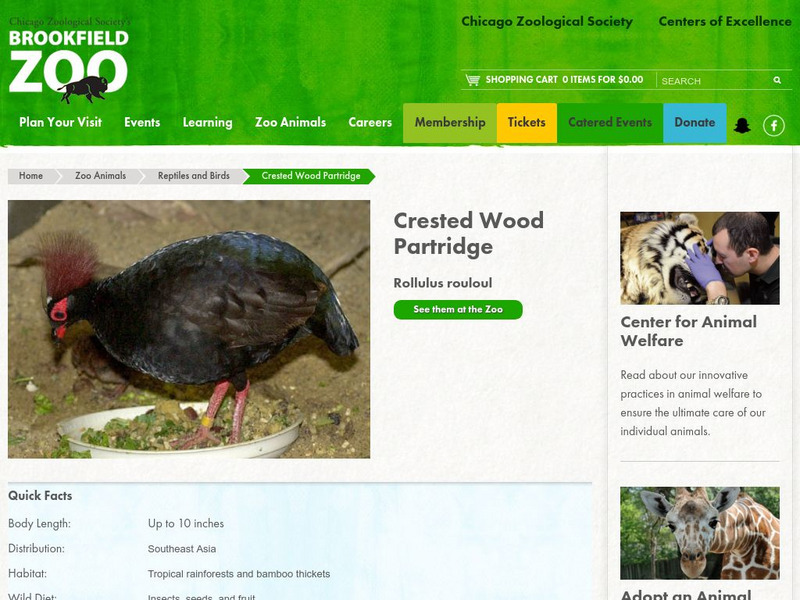 Chicago Zoological Society: Zoo Explorer: Crested Wood Partridge Handout