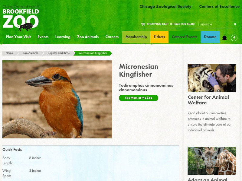 Chicago Zoological Society: Zoo Explorer: Micronesian Kingfisher Handout