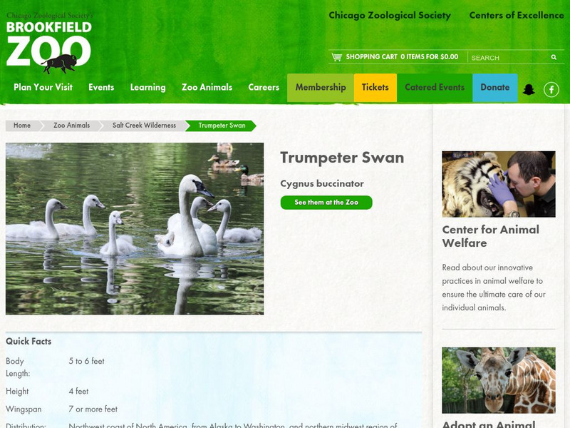 Chicago Zoological Society: Zoo Explorer: Trumpeter Swan Handout