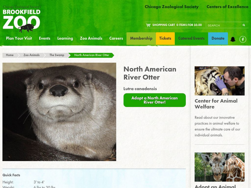 Chicago Zoological Society: Zoo Explorer: North American River Otter Handout