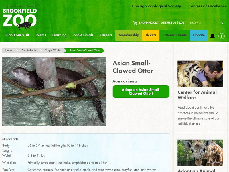Chicago Zoological Society: Zoo Explorer: Asian Small Clawed Otter Handout