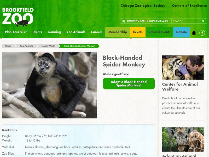 Chicago Zoological Society: Zoo Explorer: Black Handed Spider Monkey Handout