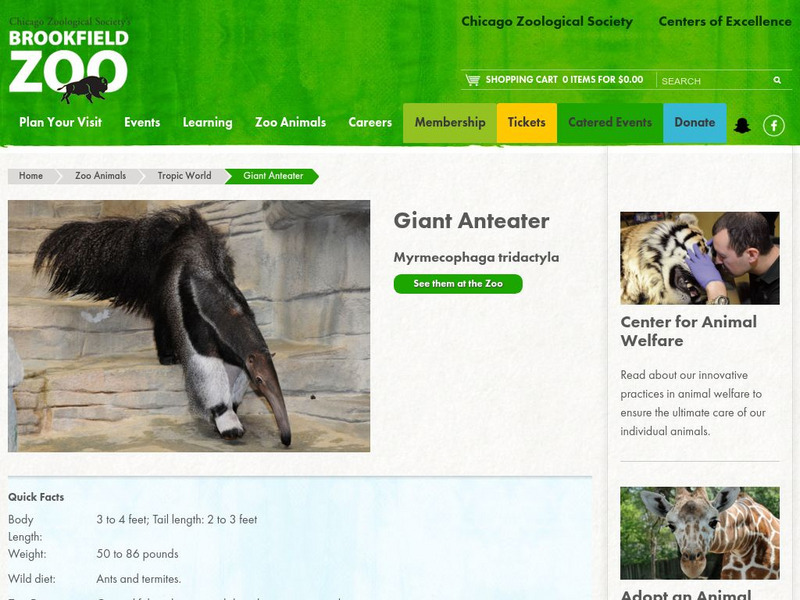 Chicago Zoological Society: Zoo Explorer: Giant Anteater Handout Chicago Zoological Society: Zoo Explorer: Giant Anteater Handout