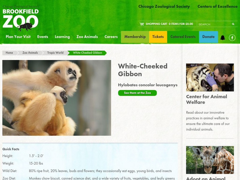 Chicago Zoological Society: Zoo Explorer: White Cheeked Gibbon Handout Chicago Zoological Society: Zoo Explorer: White Cheeked Gibbon Handout