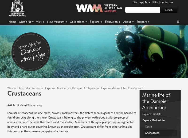 Western Australian Museum: Sponges: Marine Life of the Dampier Archipelago Website Western Australian Museum: Sponges: Marine Life of the Dampier Archipelago Website