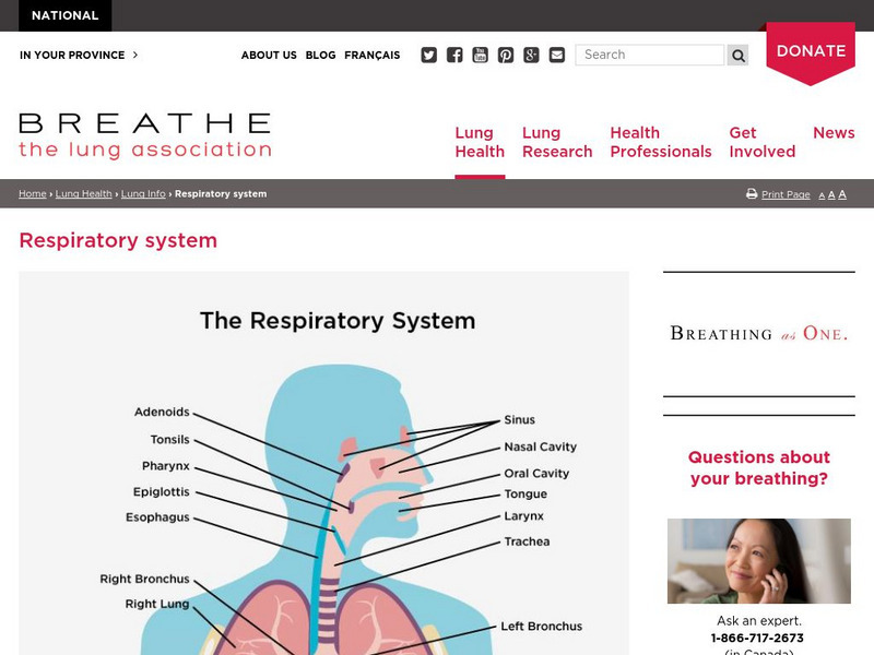 Canadian Lung Association: Respiratory System Activity Canadian Lung Association: Respiratory System Activity
