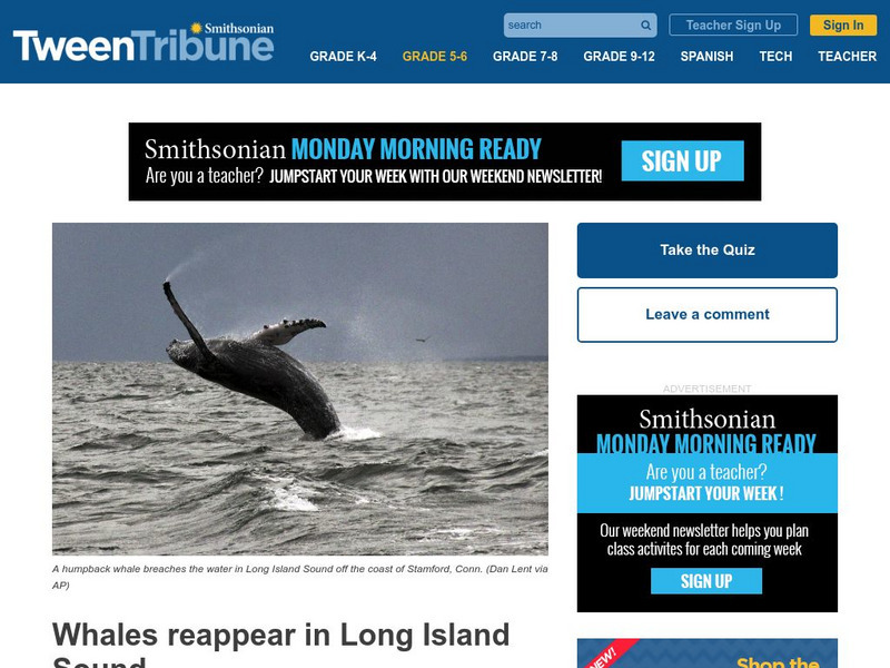 Tween Tribune: Whales Reappear in Long Island Sound Article Tween Tribune: Whales Reappear in Long Island Sound Article