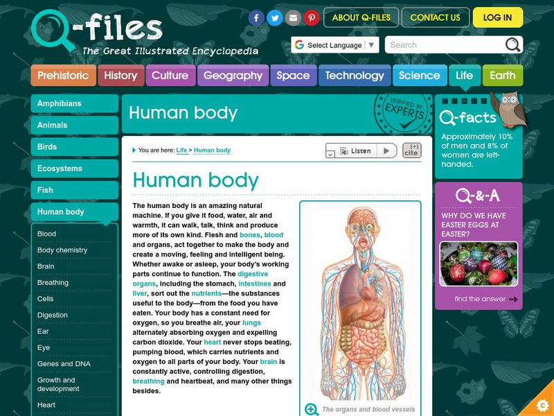 Q Files: Life: Human Body Handout Q Files: Life: Human Body Handout