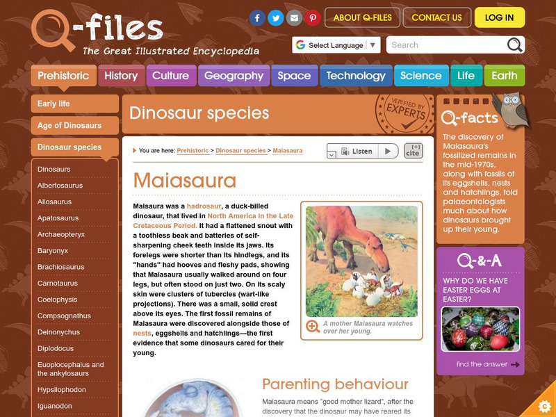 Q Files: Prehistoric: Dinosaur Species: Maiasaura Handout Q Files: Prehistoric: Dinosaur Species: Maiasaura Handout