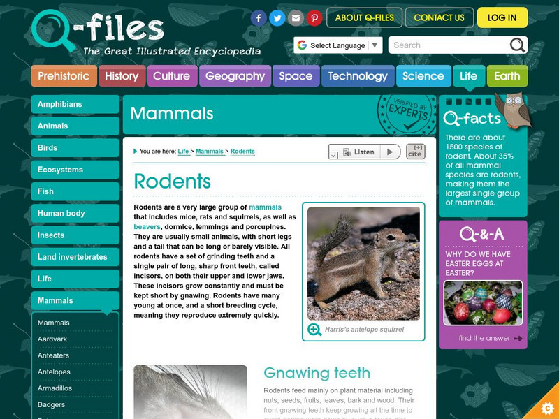 Q Files: Rodents Website