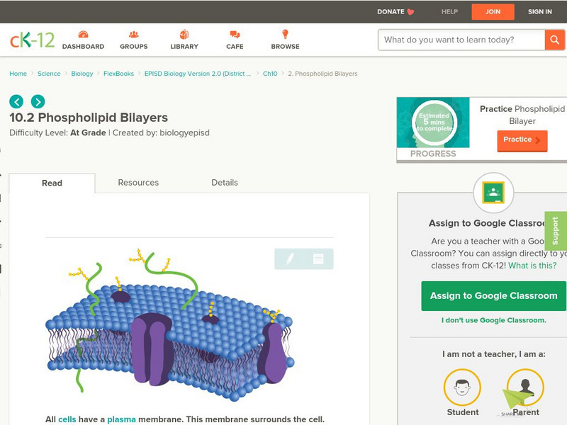 Ck 12: Phospholipid Bilayers Activity