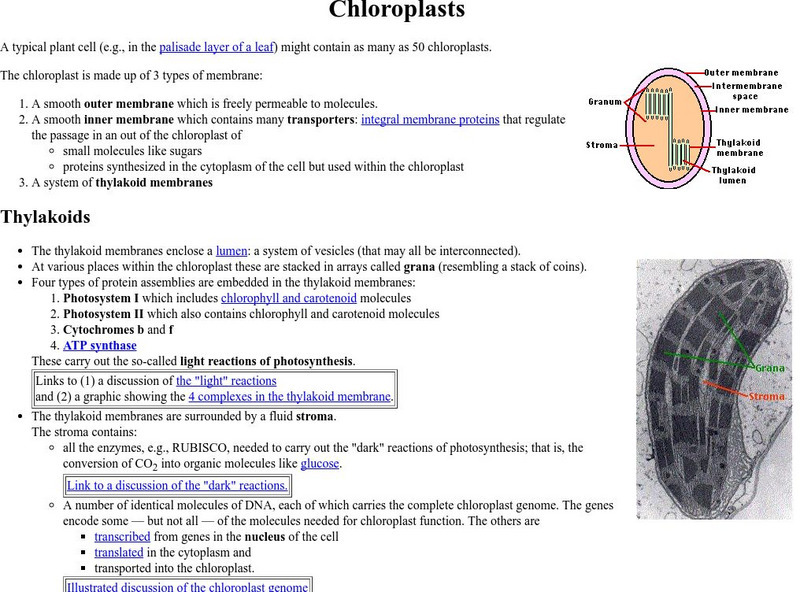 Kimball's Biology Pages: Chloroplasts eBook Kimball's Biology Pages: Chloroplasts eBook