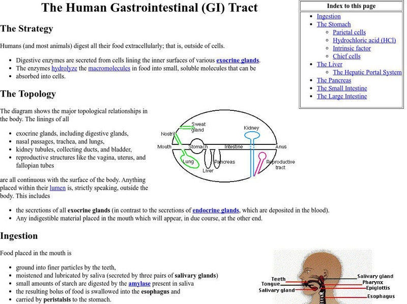Kimball's Biology Pages: The Human Gastrointestinal (Gi) Tract eBook Kimball's Biology Pages: The Human Gastrointestinal (Gi) Tract eBook