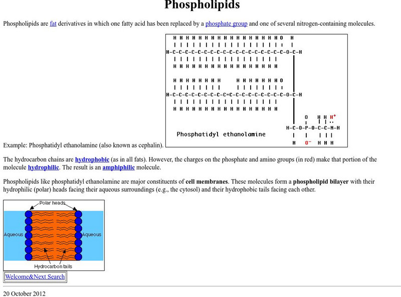 Kimball's Biology Pages: Phospholipids eBook Kimball's Biology Pages: Phospholipids eBook