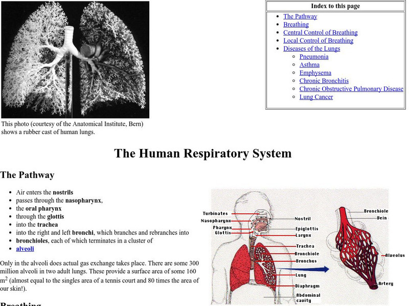 Kimball's Biology Pages: The Human Respiratory System eBook