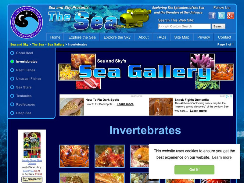 Sea Gallery: Invertebrates Graphic Sea Gallery: Invertebrates Graphic