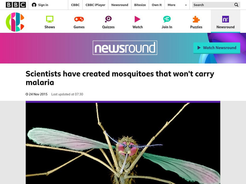 Bbc Newsround: Mosquitoes That Won't Carry Malaria Article Bbc Newsround: Mosquitoes That Won't Carry Malaria Article