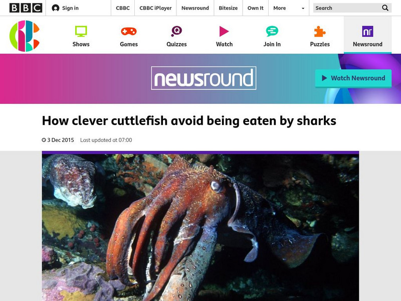 Bbc Newsround: How Cuttlefish Avoid Being Eaten by Sharks Article Bbc Newsround: How Cuttlefish Avoid Being Eaten by Sharks Article