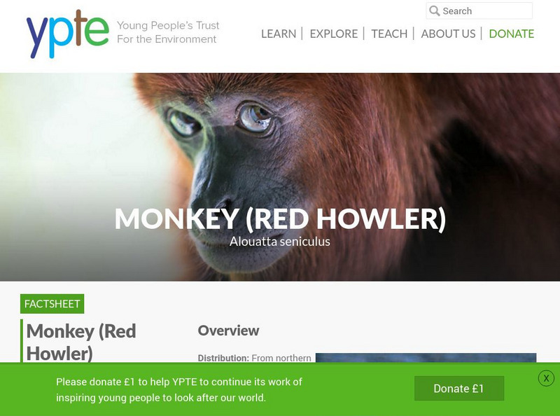 Young People's Trust: Red Howler Monkey Handout