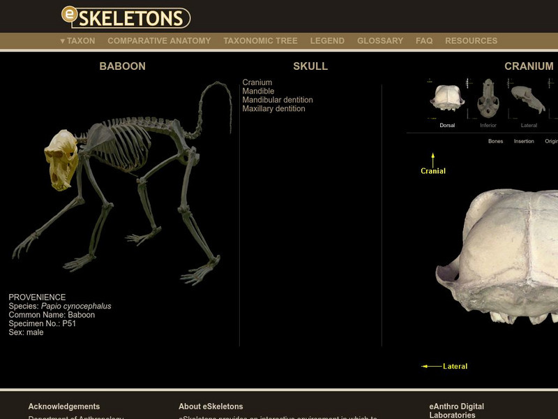 E Skeletons: Baboon Interactive E Skeletons: Baboon Interactive