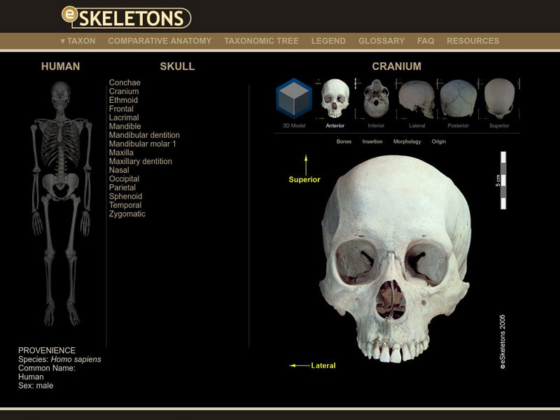 E Skeletons: Human Graphic E Skeletons: Human Graphic