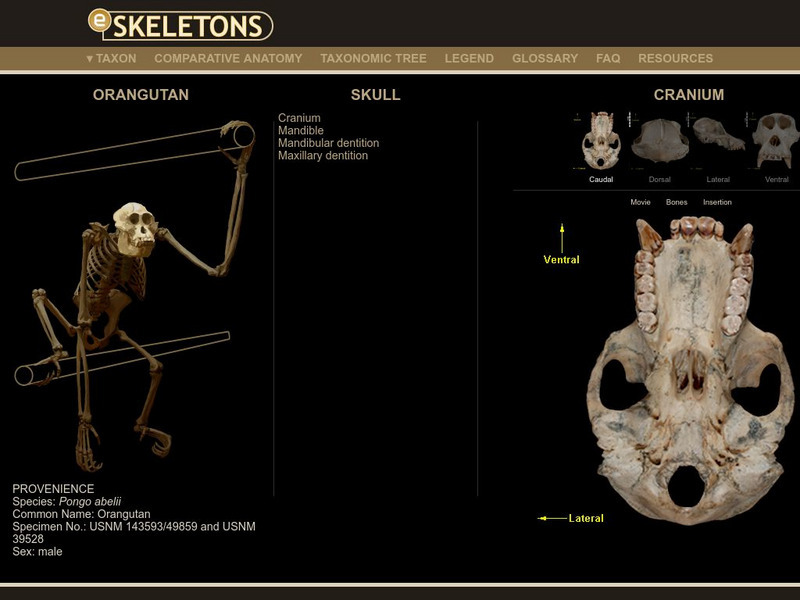E Skeletons: Orangutan Interactive E Skeletons: Orangutan Interactive