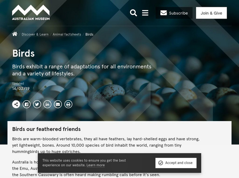 Australian Museum: Birds of Sydney Harbour Handout Australian Museum: Birds of Sydney Harbour Handout