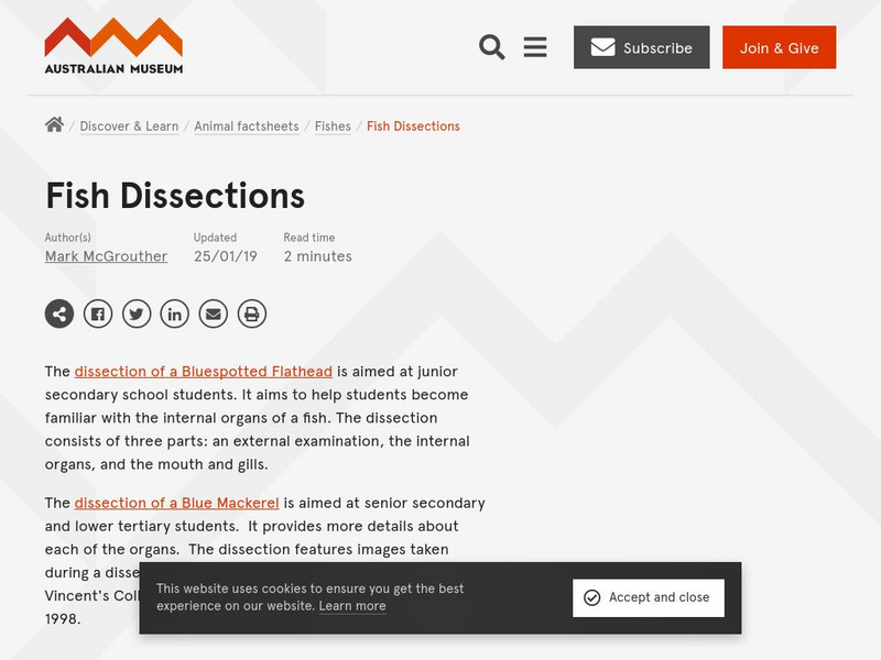 Australian Museum: Student Stuff: Dissection of a Blue Mackerel Graphic