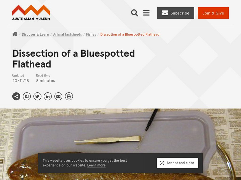 Australian Museum: Student Stuff: Dissection of a Blue Spotted Flathead Graphic Australian Museum: Student Stuff: Dissection of a Blue Spotted Flathead Graphic