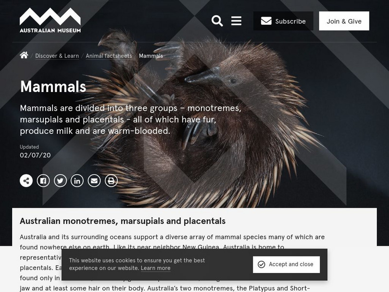 Australian Museum: Mammals Website Australian Museum: Mammals Website
