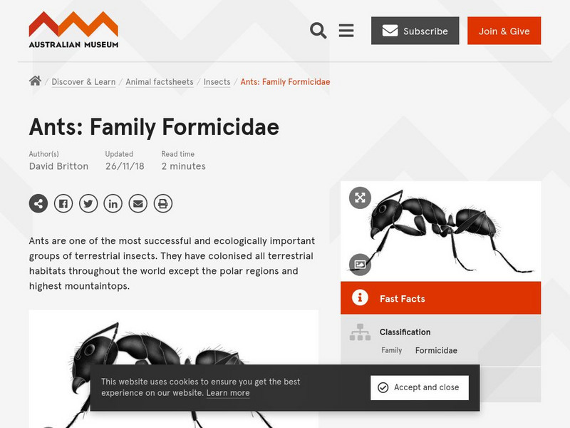 Australian Museum: Bug Wise: Ants Handout Australian Museum: Bug Wise: Ants Handout