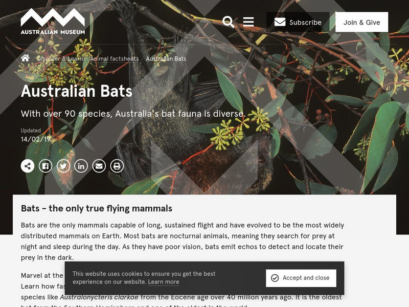 Australian Museum: Bats in Australia Handout