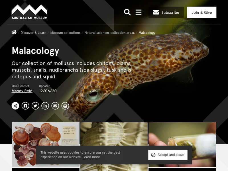 Australian Museum: Malacology Handout Australian Museum: Malacology Handout