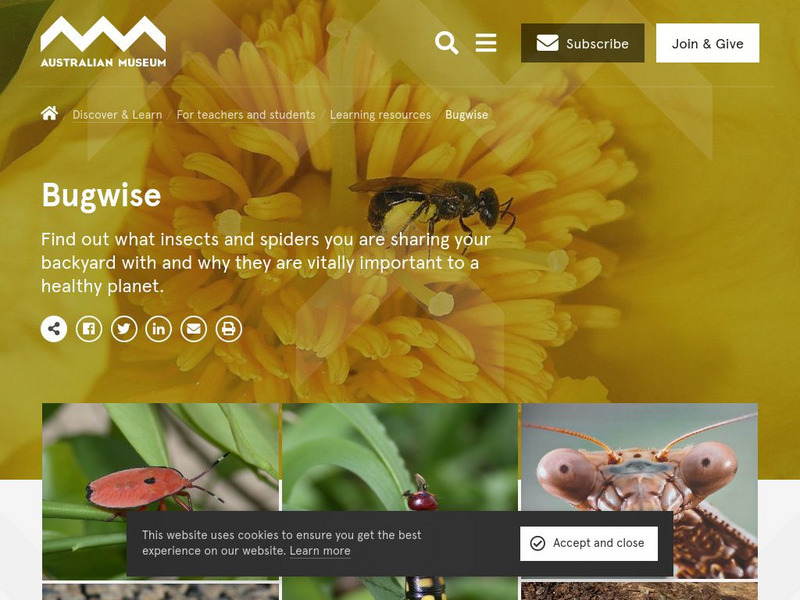 Australian Museum: Bug Wise Website Australian Museum: Bug Wise Website