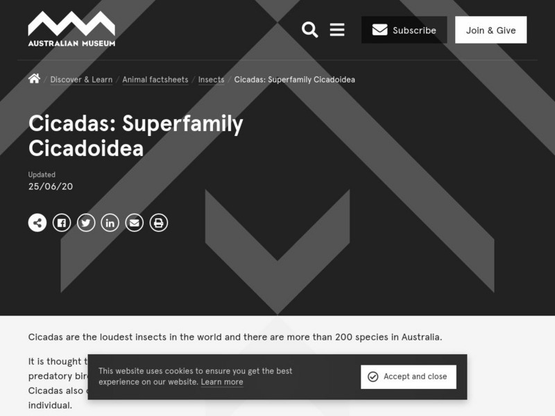 Australian Museum: Bug Wise: Cicada Handout