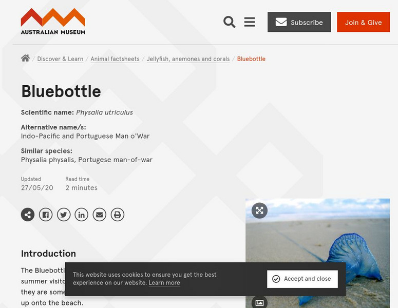 Australian Museum: Bluebottle or Portuguese Man of War Website