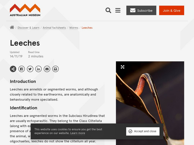 Australian Museum Online: Leeches Handout