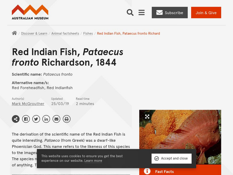 Australian Museum: Animal Species: Red Indian Fish, Pataecus Fronto Website Australian Museum: Animal Species: Red Indian Fish, Pataecus Fronto Website