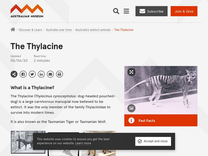 Australia Museum: Thylacine Handout Australia Museum: Thylacine Handout