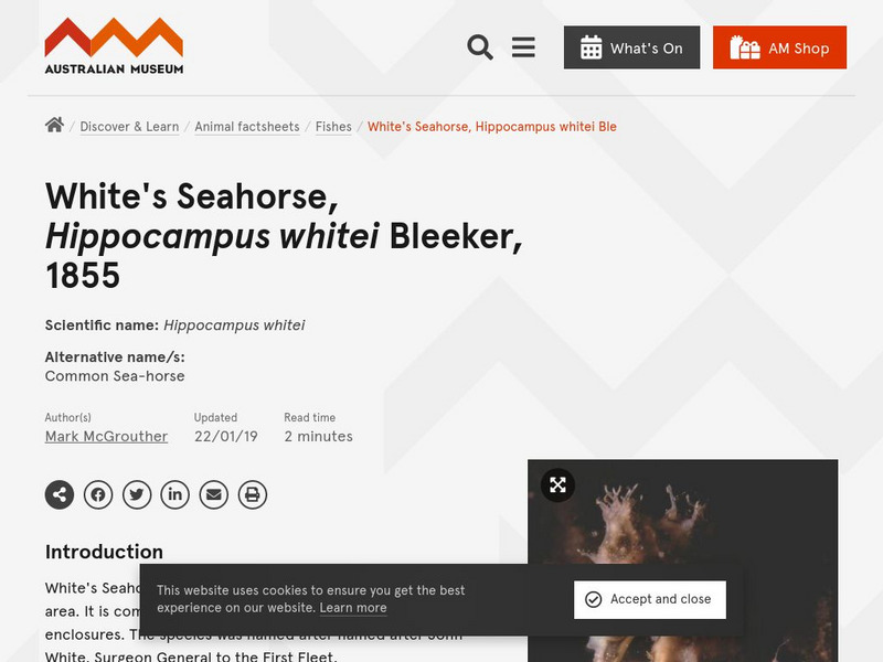 Australian Museum: White's Seahorse Instructional Video