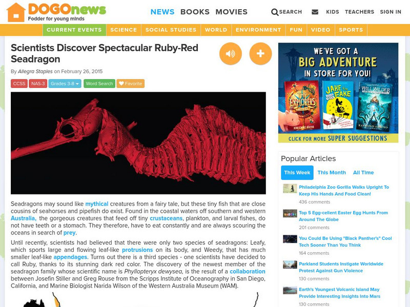 Dogo News: Scientists Discover Spectacular Ruby Red Seadragon Article Dogo News: Scientists Discover Spectacular Ruby Red Seadragon Article